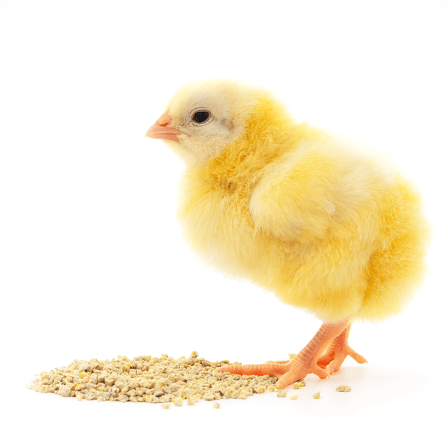 Chick with feed